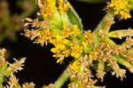 Autumn goldenrod 